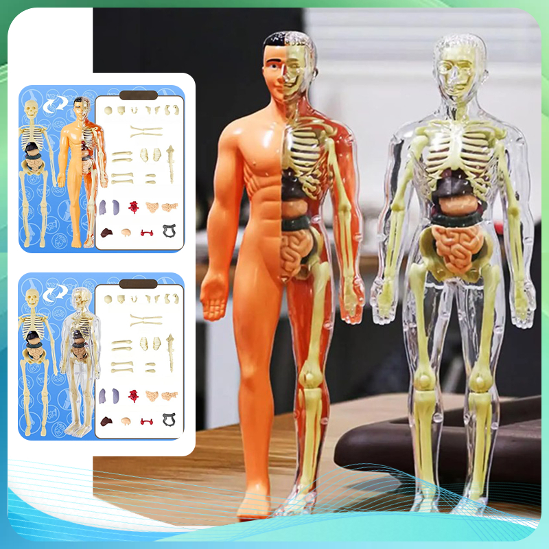 The Human Body Anatomy Human Body Torso Alat Praktek Kedokteran 1 Set Human Body Anatomy Model