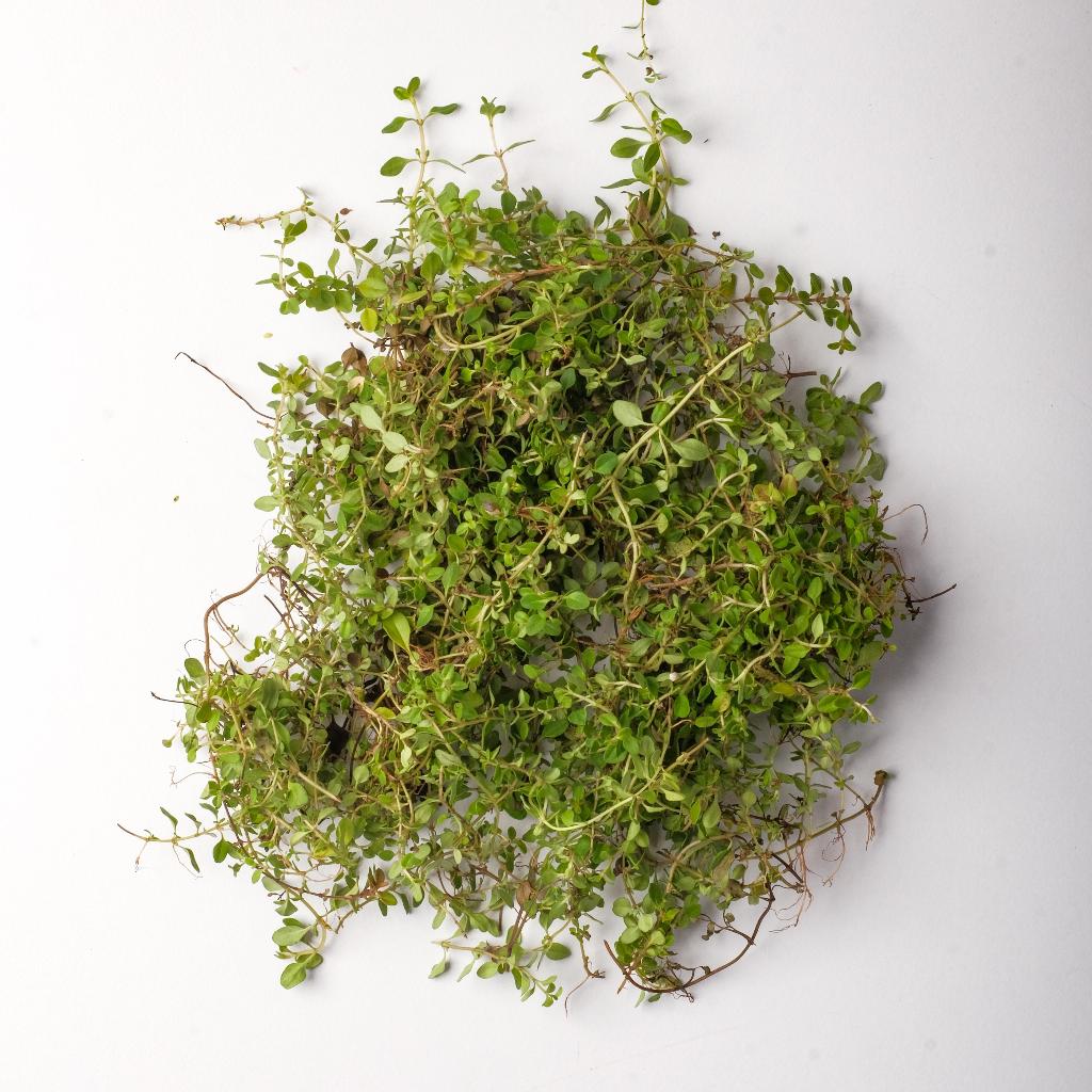 Fresh Thyme | Daun Thyme Segar