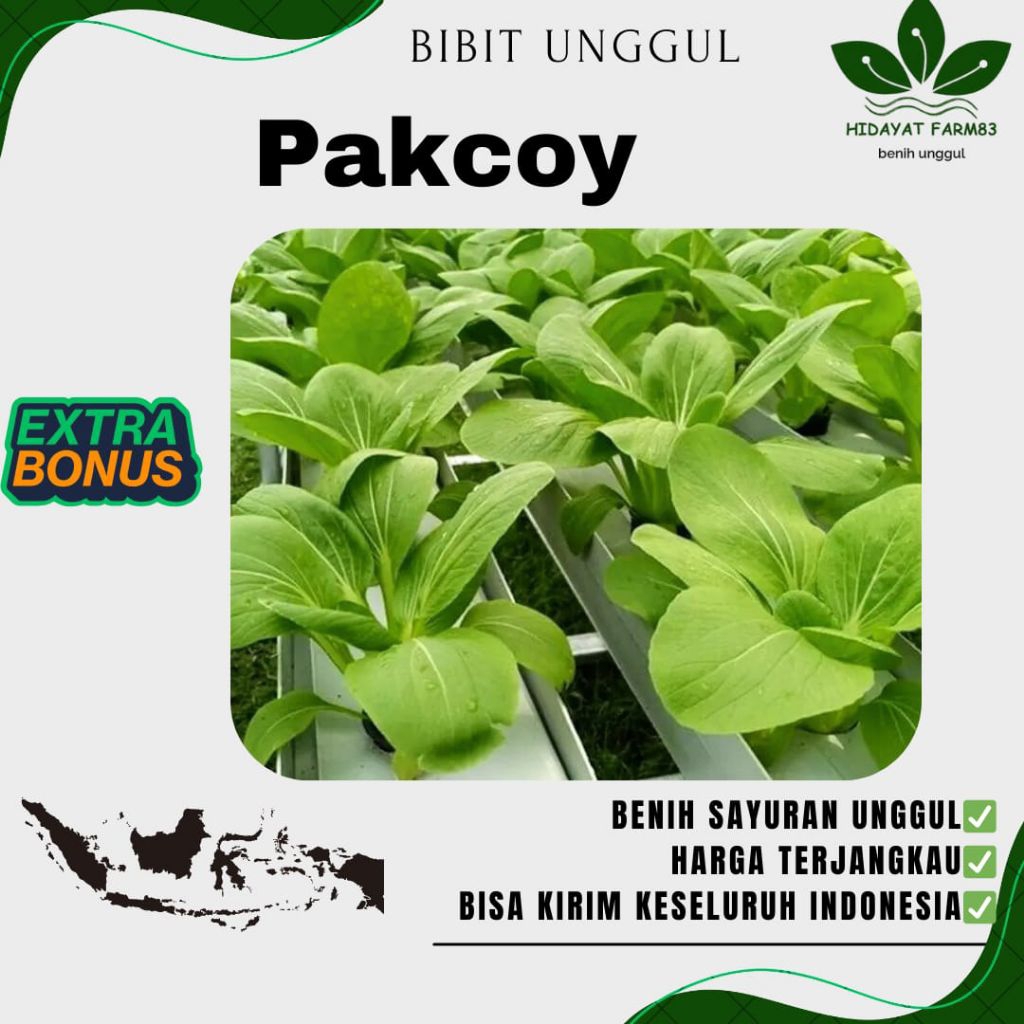 ( 500 biji ) Benih biji SAWI PAKCOY HIDROPONIK UNGGUL