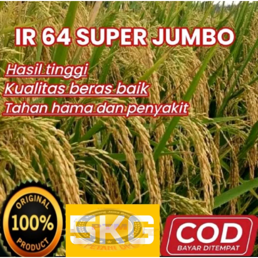 BENIH BIBIT PADI IR 64 SUPER JUMBO KEMASAN 5KG