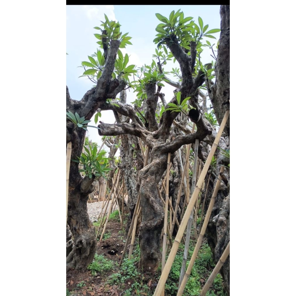 pohon kamboja fossil super batang besar