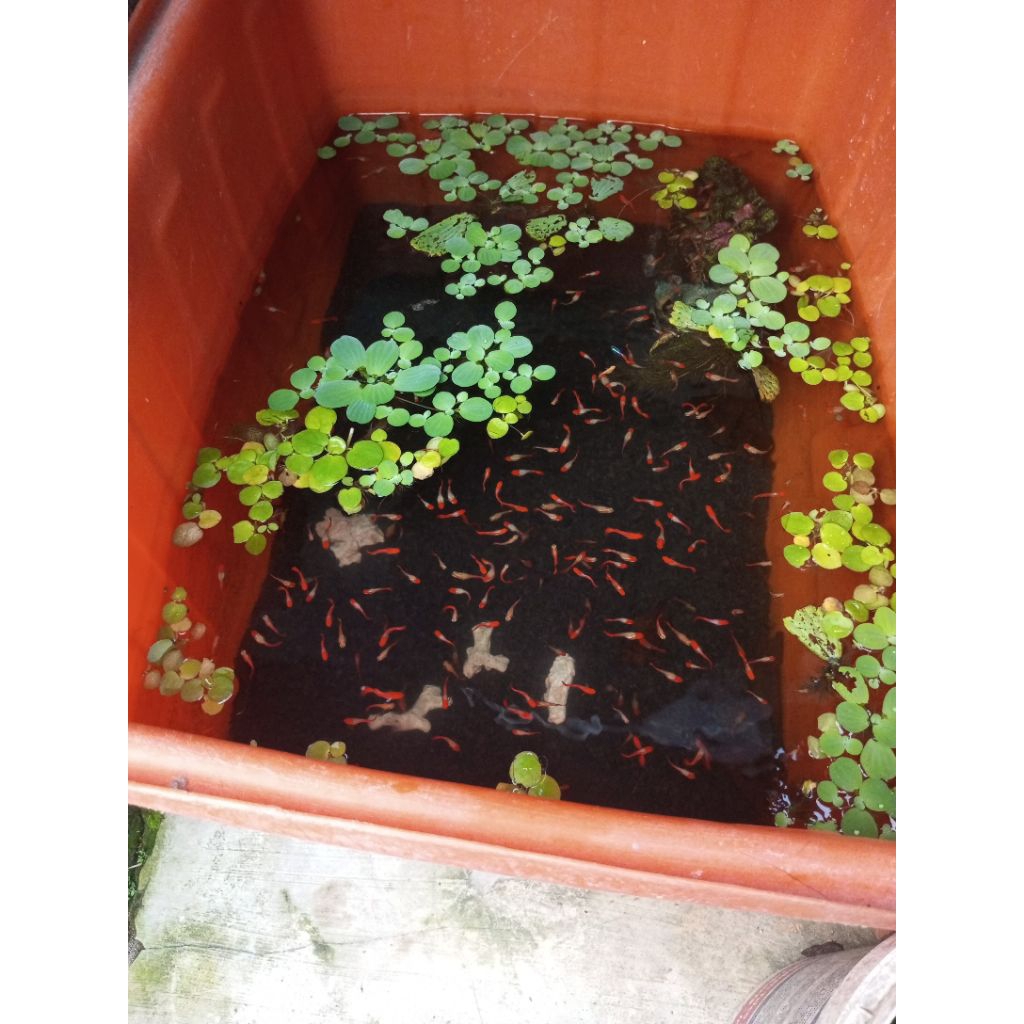 hiasan akuarium Guppy ss koi