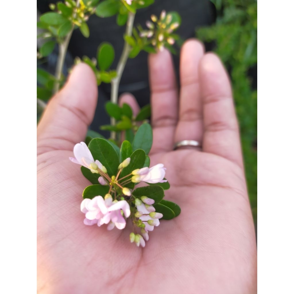 SaengSimbur bunga pink