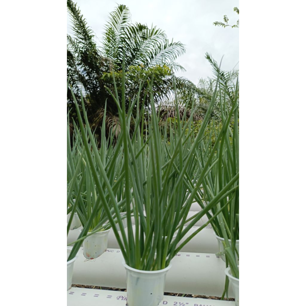 Bawang Daun/ Bawang Prei / Loncang