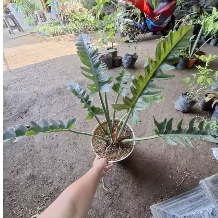 PILODENDRON GERGAJI