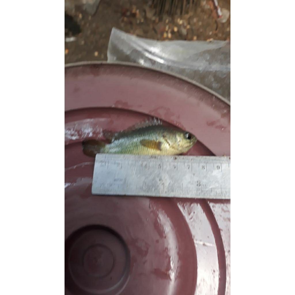 Bibit Betok Paket 20 ekor