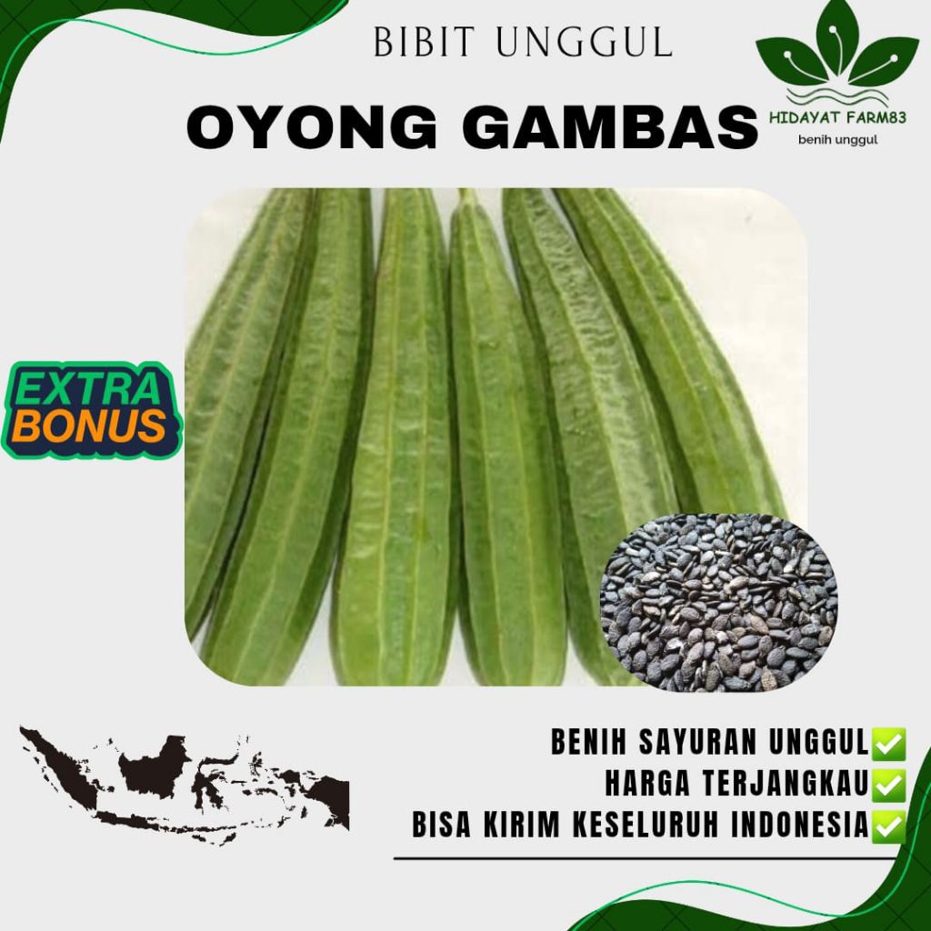 ( 500 biji ) Benih Biji OYONG GAMBAS LOKAL | emes | MURAH