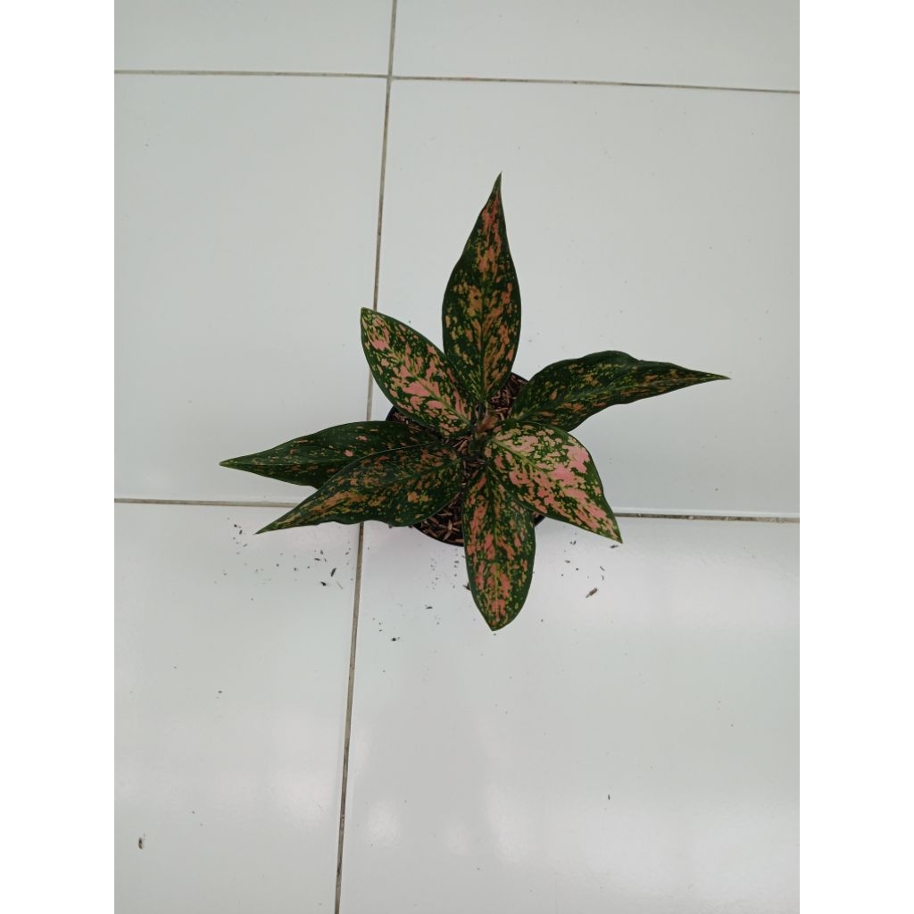 aglaonema ruby kirana