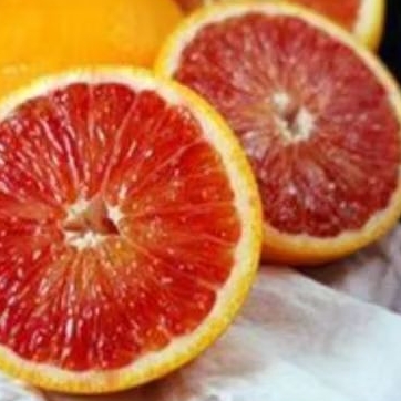 Tanaman Jeruk Sunkist Merah / Sunkist Blood