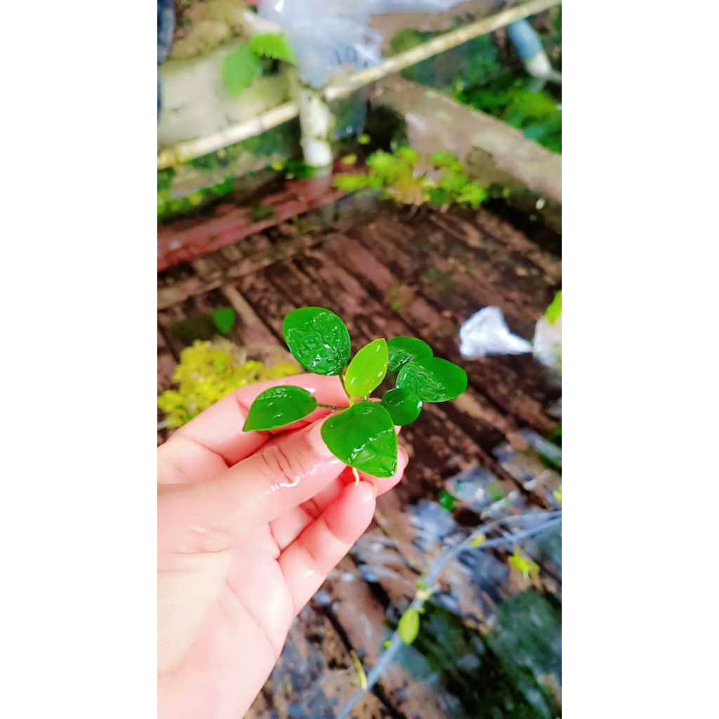 anubias tanaman aquascape