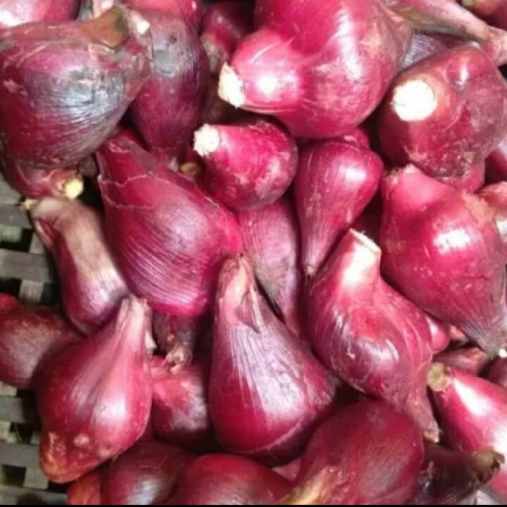 Bawang dayak segar basah 1kg