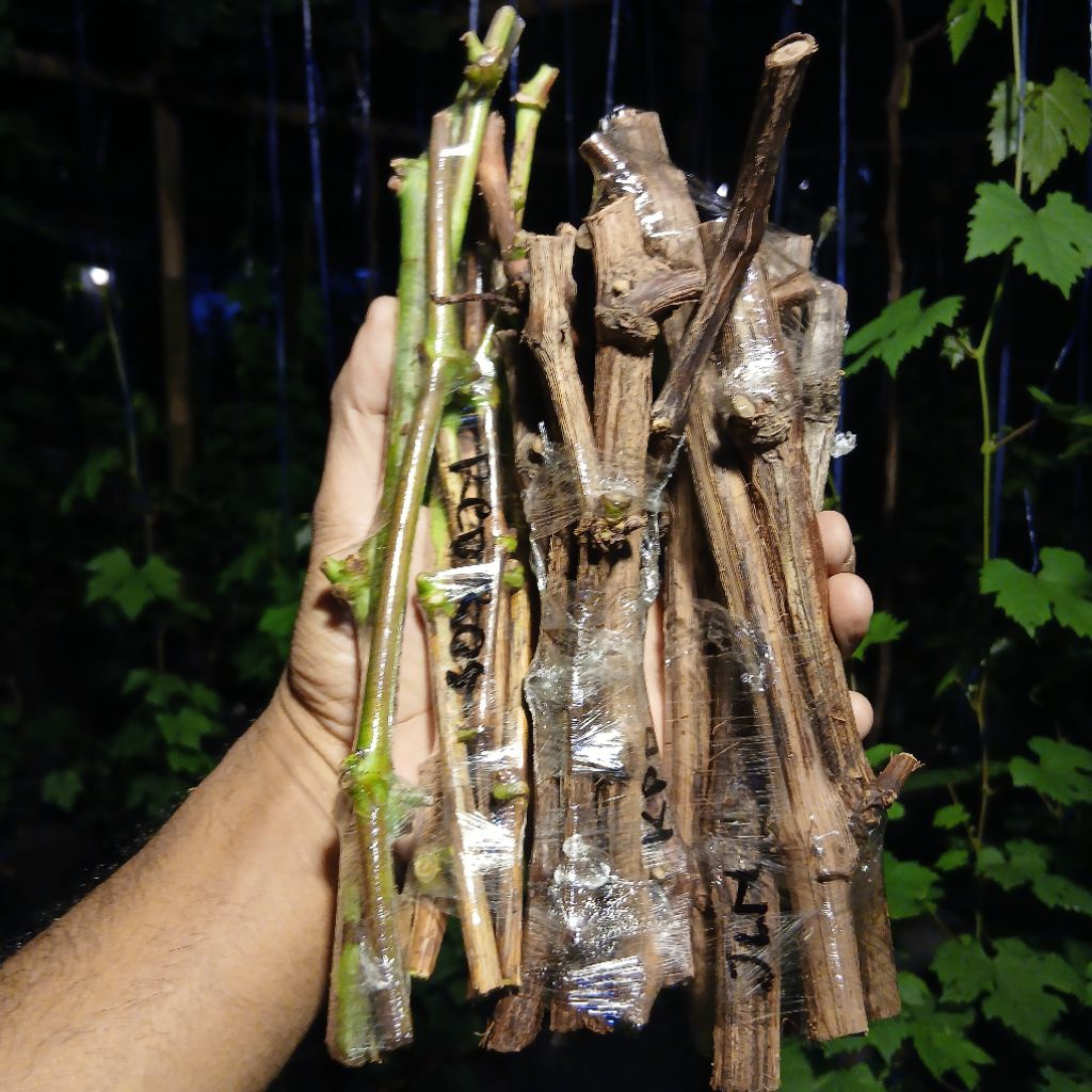 paket 20 cutting anggur import julian, kupidon, redrose ,dixon