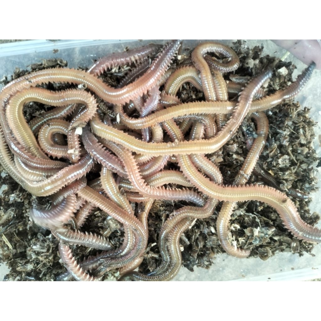 cacing laut media kering