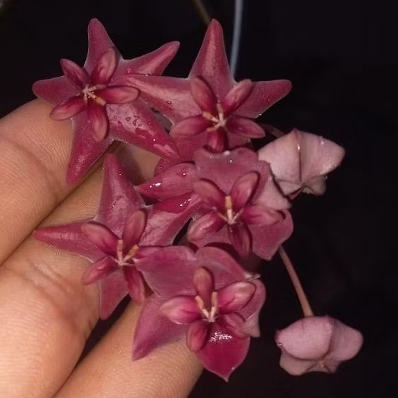 Hoya megalaster ubiyau sp papua