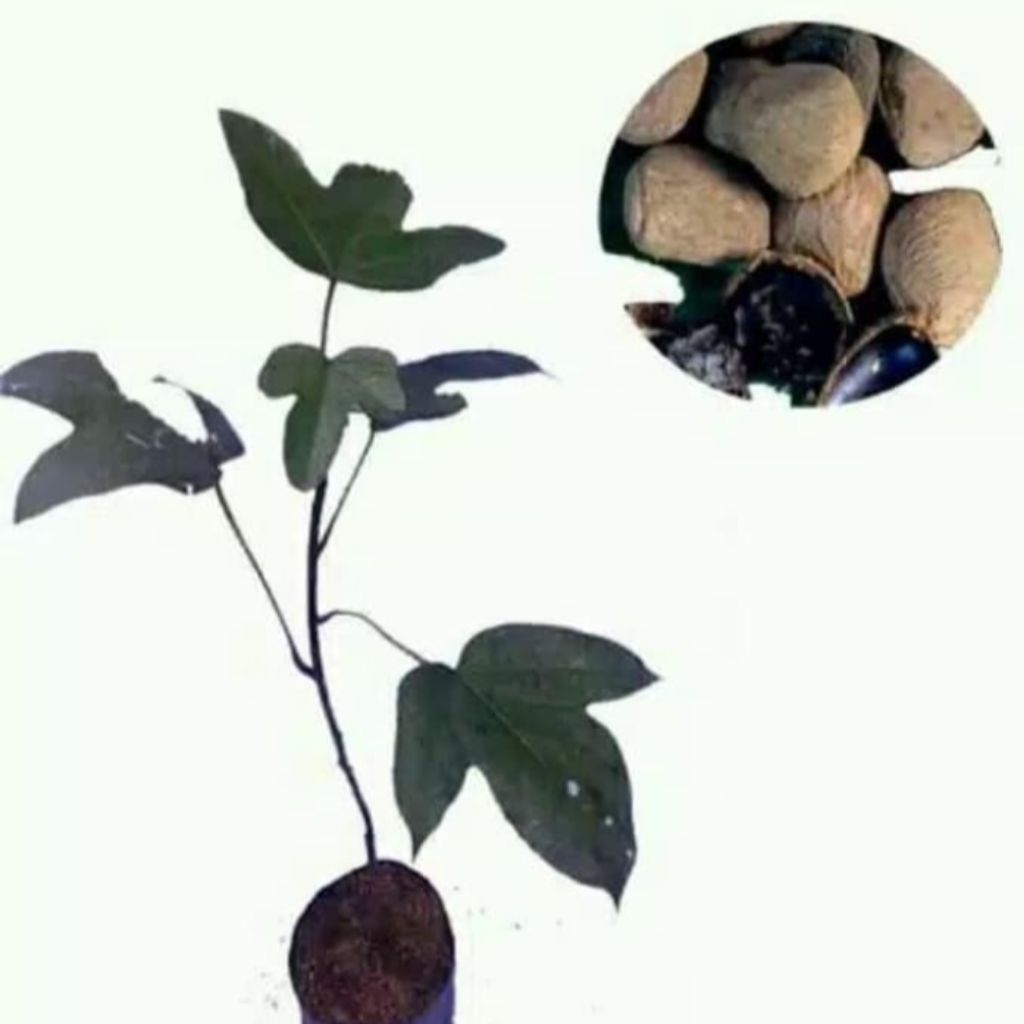 bibit keluwek atau kepayang bibit keluwek hitam siap tanam per 20 bibit
