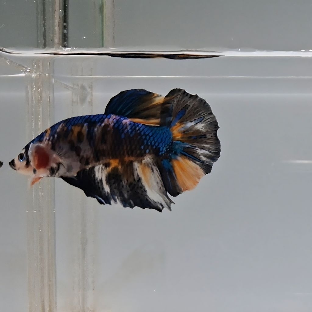 Betta Fish Giant Multi Color Metalic Body Only 6cm