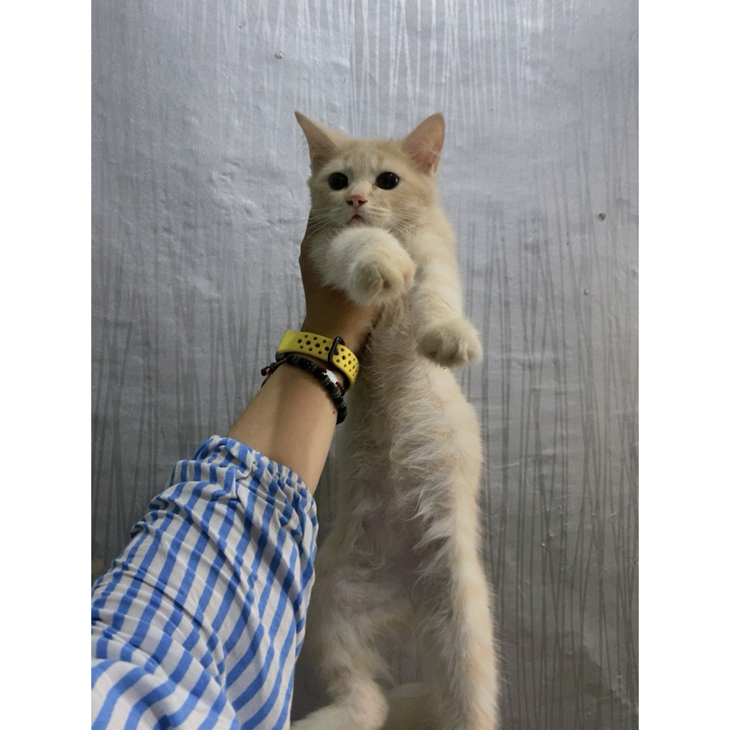 OPEN ADOPT KUCING