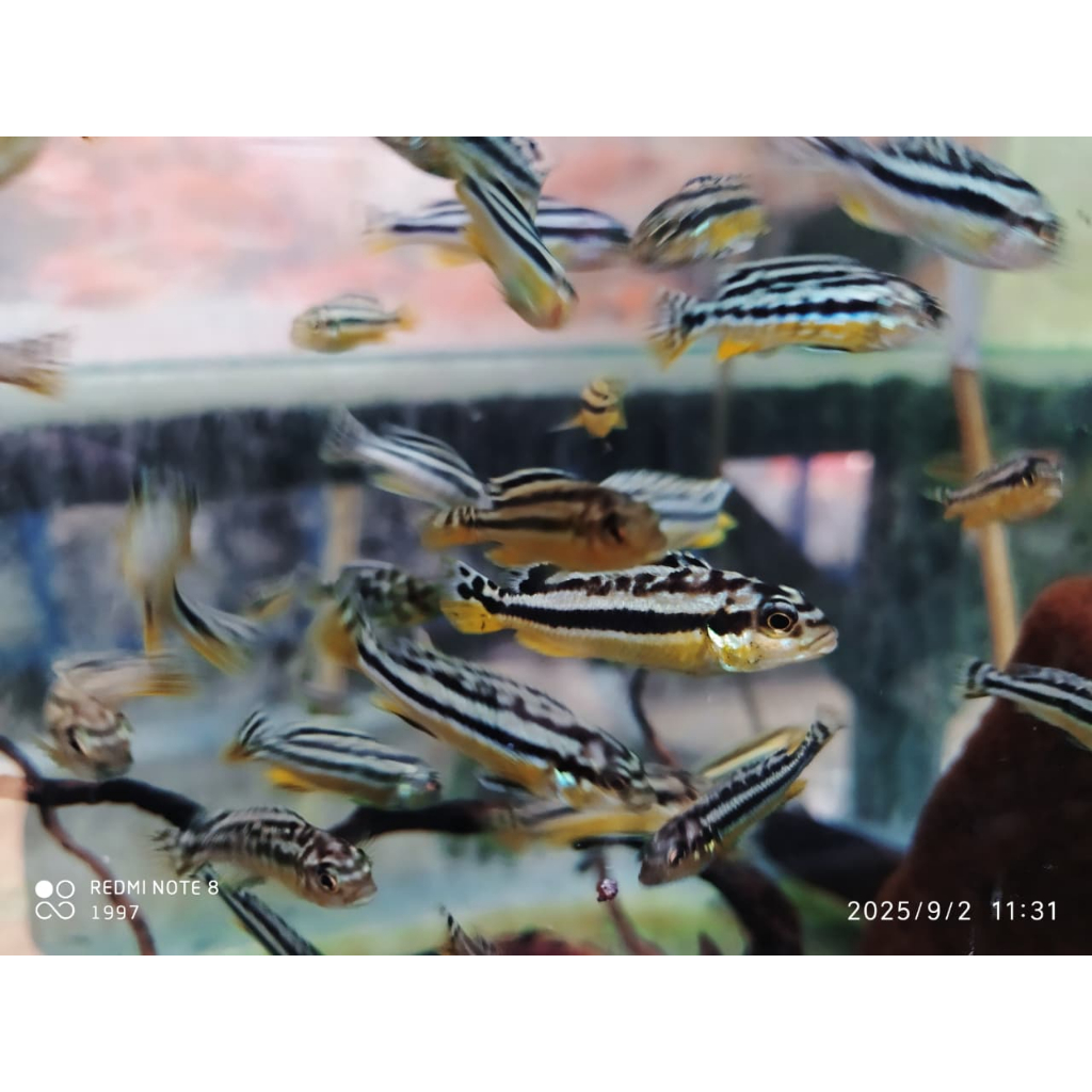 Ikan Cichlid Lemon niasa