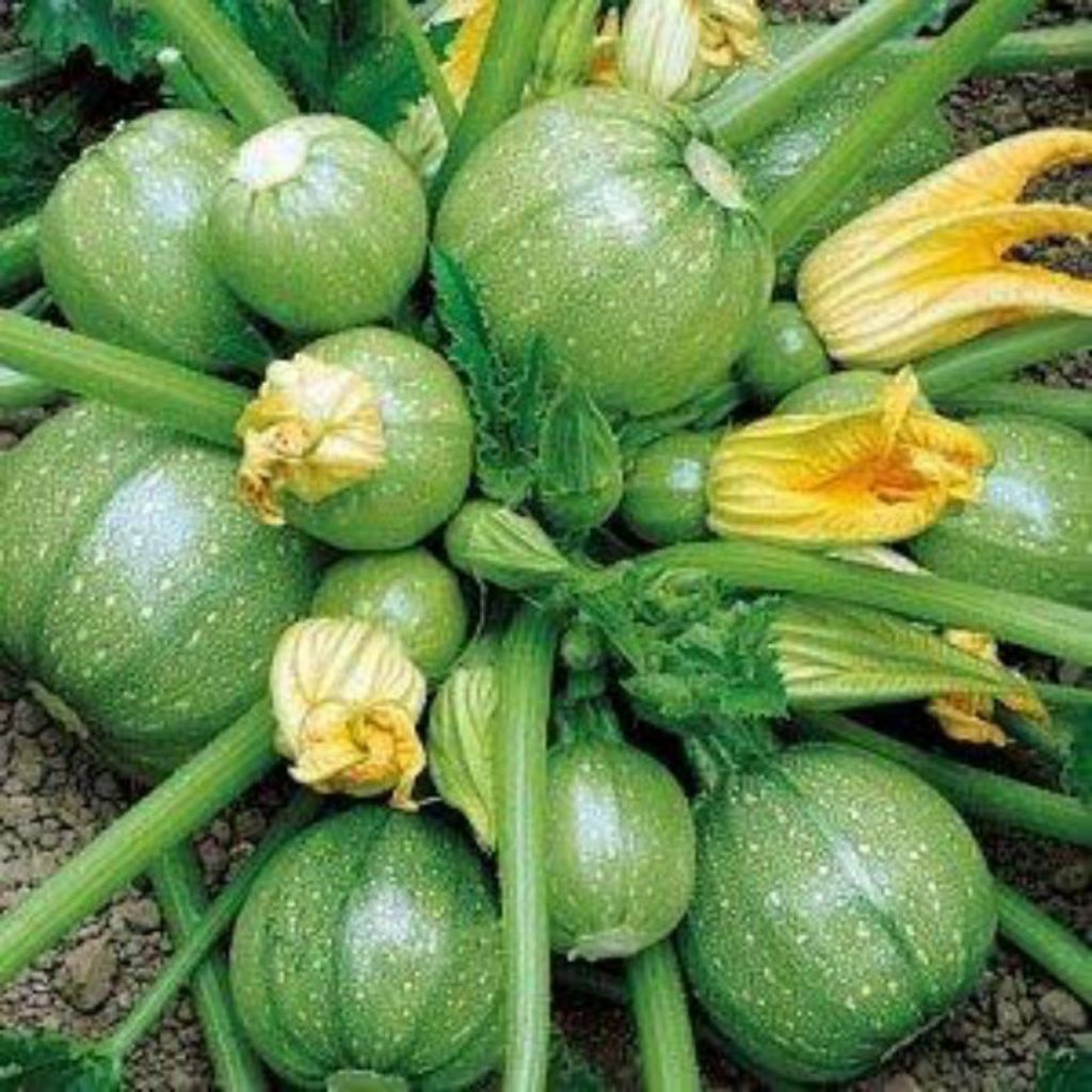 ( 5 BUTIR ) BENIH BIJI ZUCCHINI BULAT HIJAU