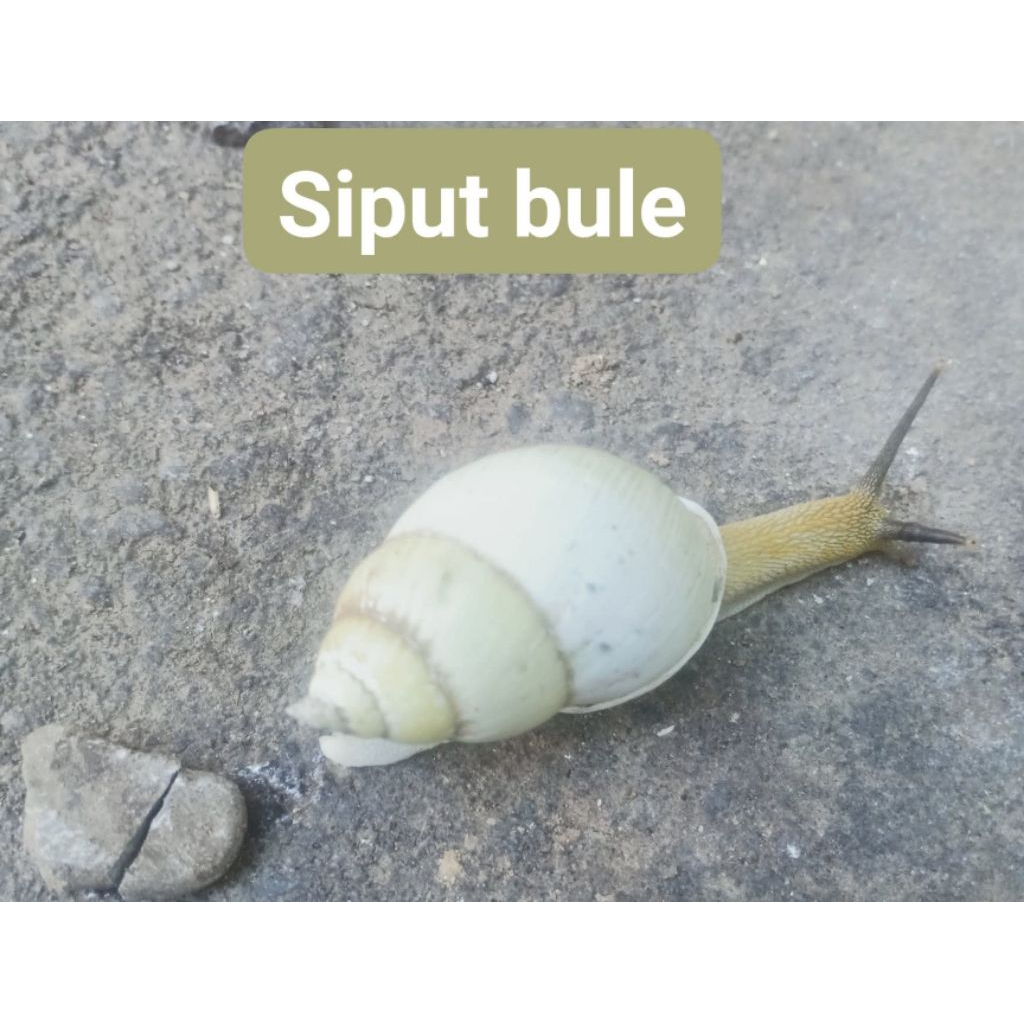 PROMO bekicot putih HARGA per 5 EKOR bekicot hidup