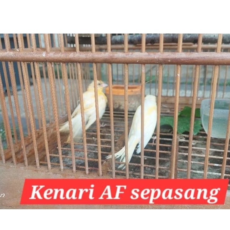kenari AF af  sepasang bahan A+ pilihan