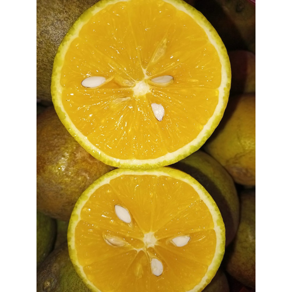 Jeruk baby/baby java