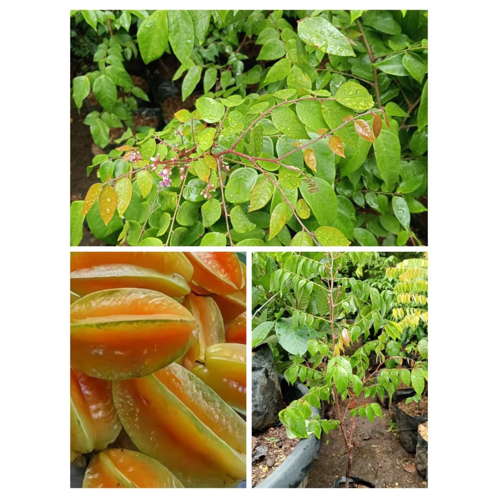 bibit pohon belimbing madu bangkok / buah belimbing madu