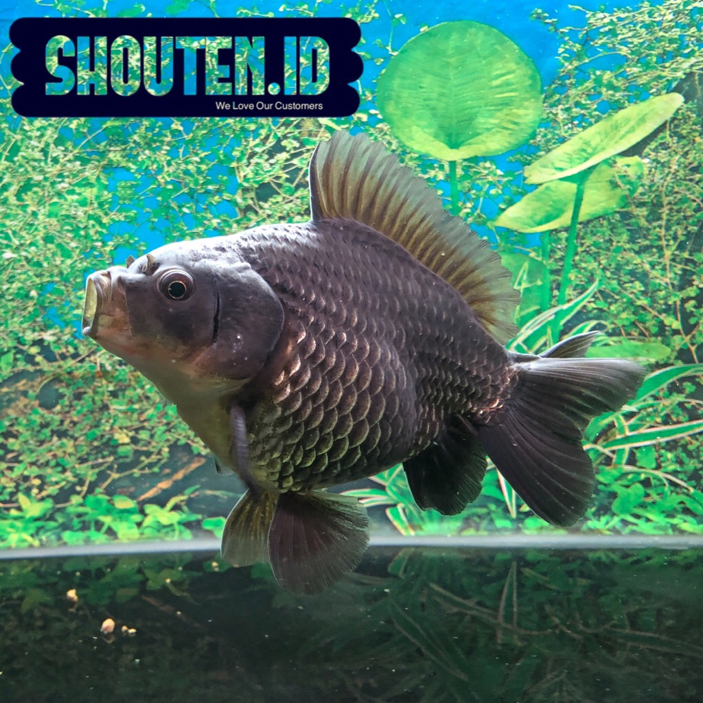 Ikan Mas Koki Oranda Black Size ± 15-16 cm