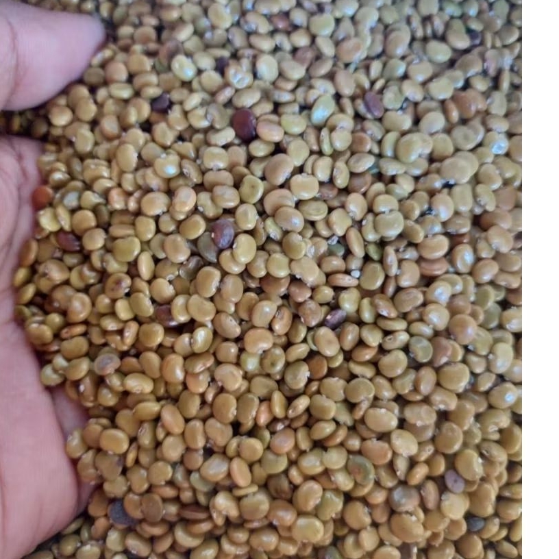 benih CC  1kg / Benih LCC CC / biji CC / Cover Crop / biji Kacang CC /Calopohonium Caeroleum