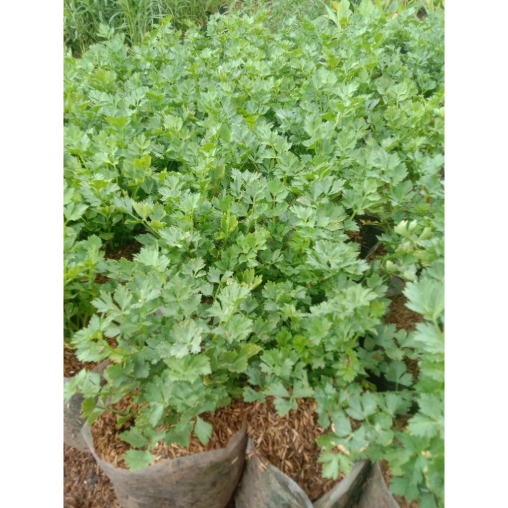 bibit tanaman daun seledri bumbu masak pohon seledri daun seledri