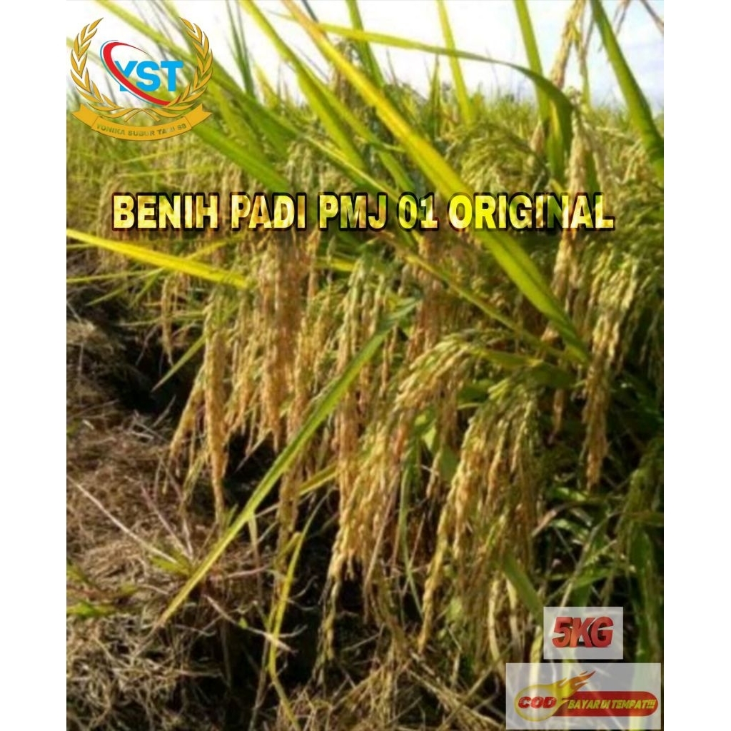 BENIH PADI PMJ 01_5KG