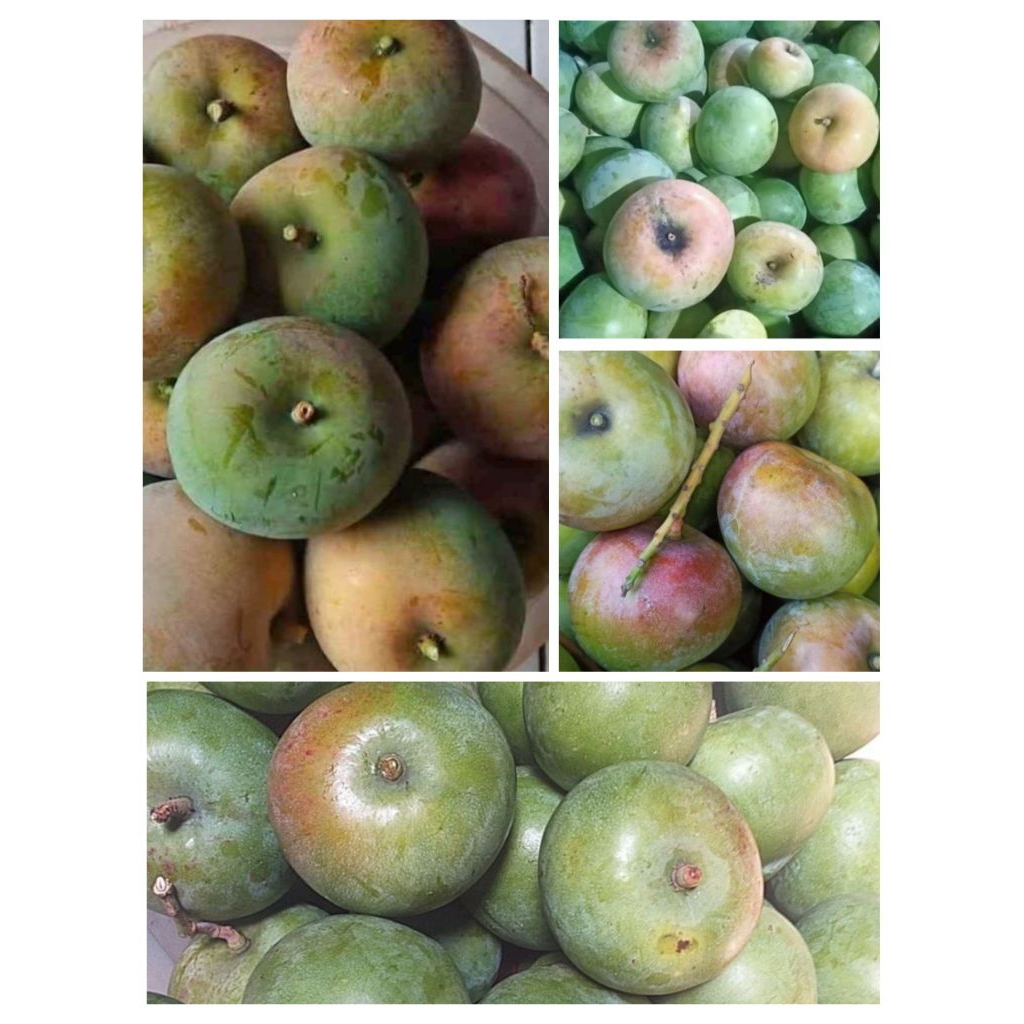 Mangga apel muda fress 1 kg  mangga rujak manggga mengkal mangga asem