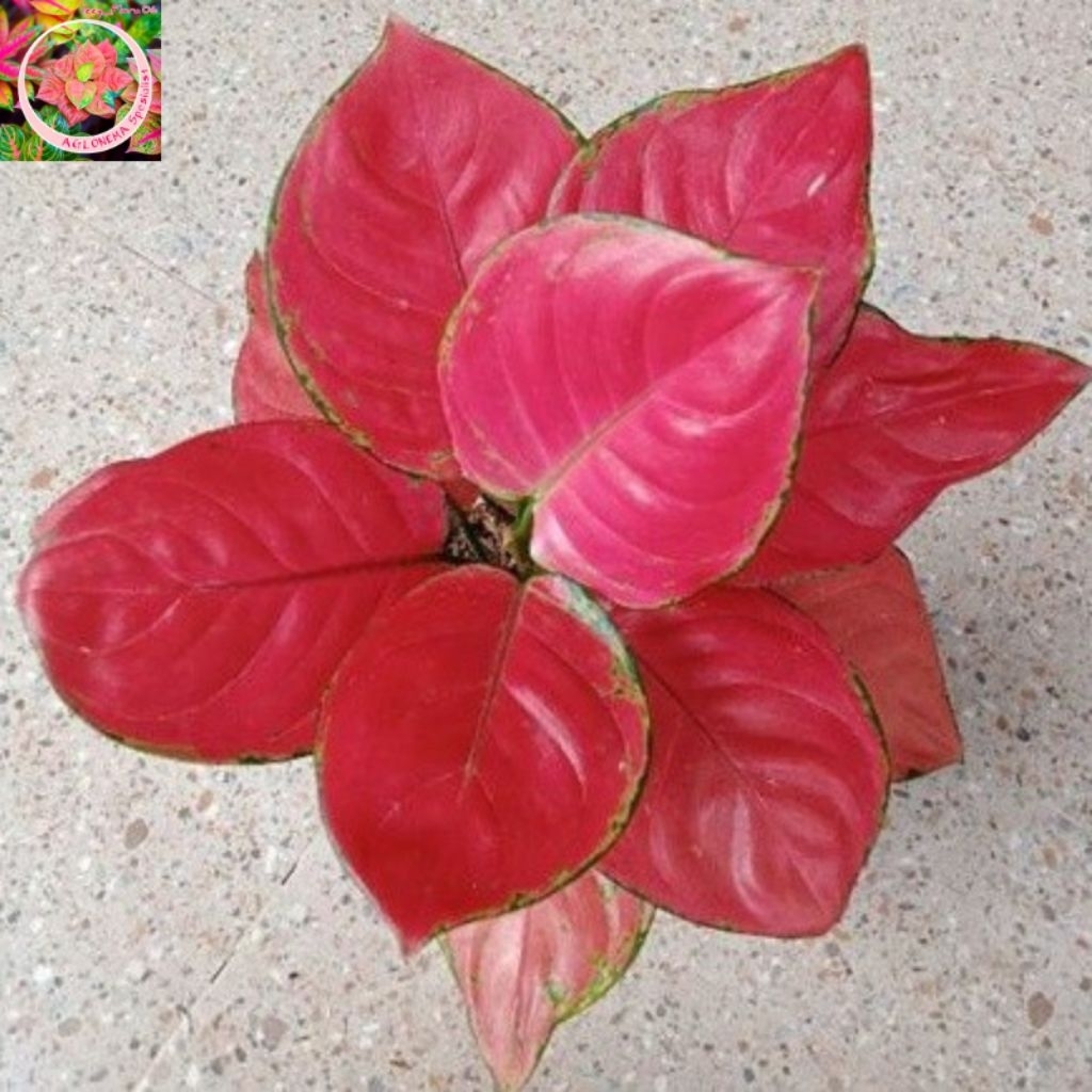 Tanaman Hias Aglonema Red Anjamani Rimbun Tanian lokal  Aglonema Hidup