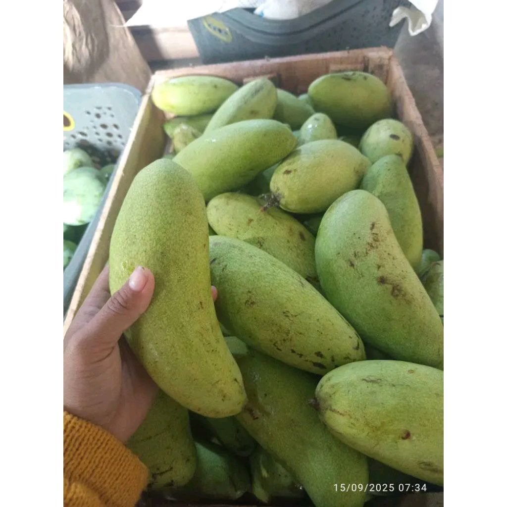 

Mangga Golek