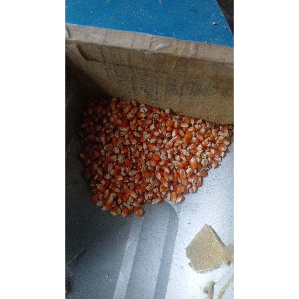 jagung kristal merpati jawa
