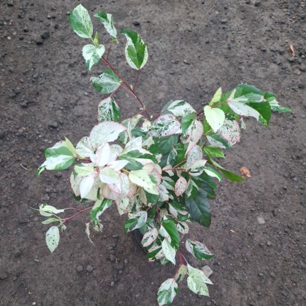 bibit tanaman bunga sepatu variegata/kembanh sepatu variegata