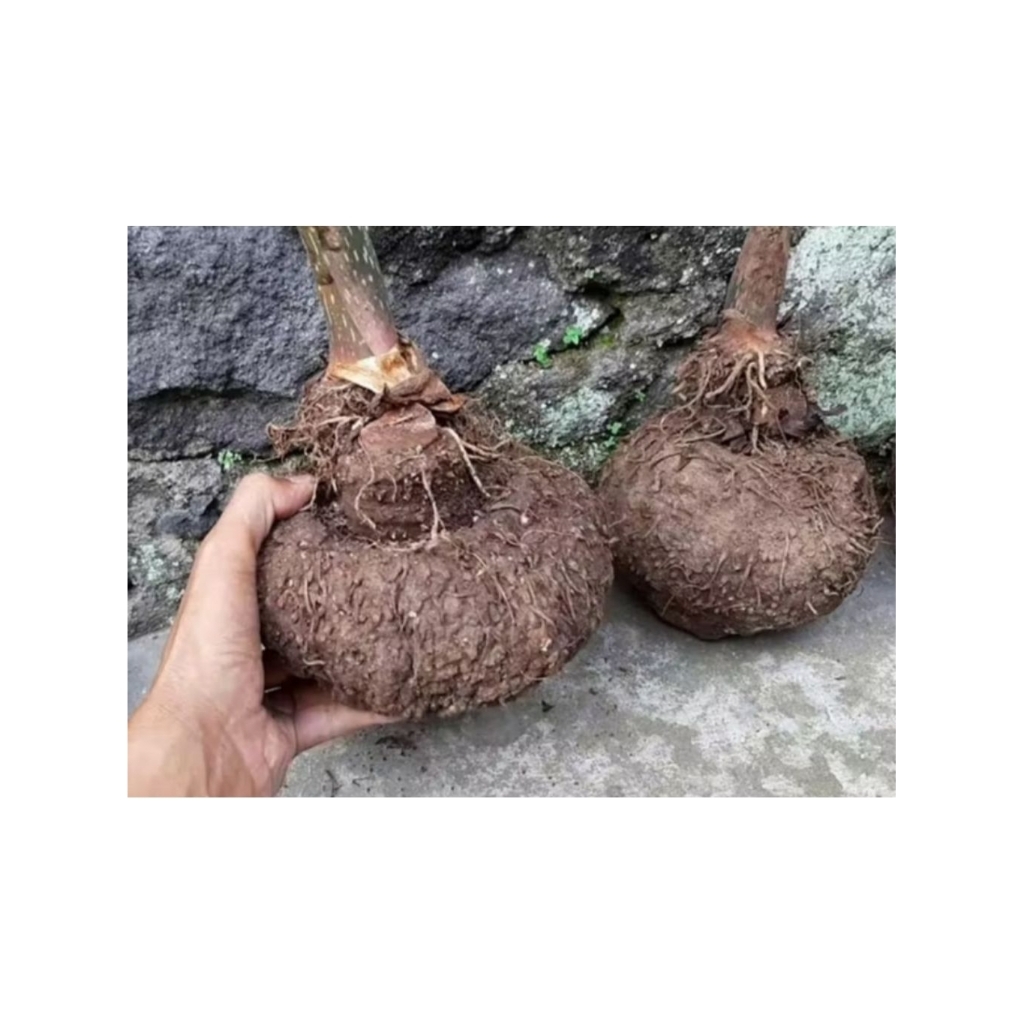 Umbi Porang/Umbi Iles Super/1kg