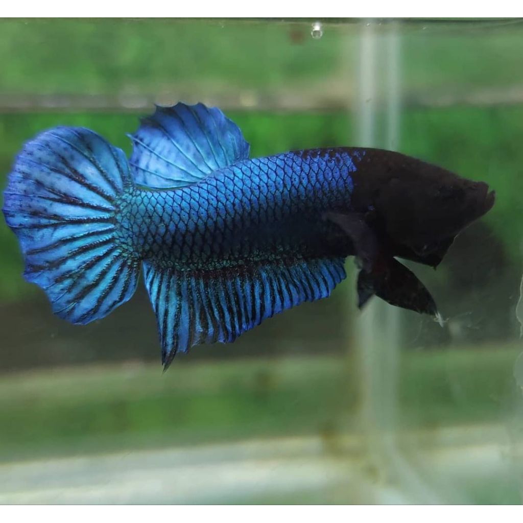 Ikan Cupang Aduan Fighter Import Anakan Ipoh Bahan Top Champion