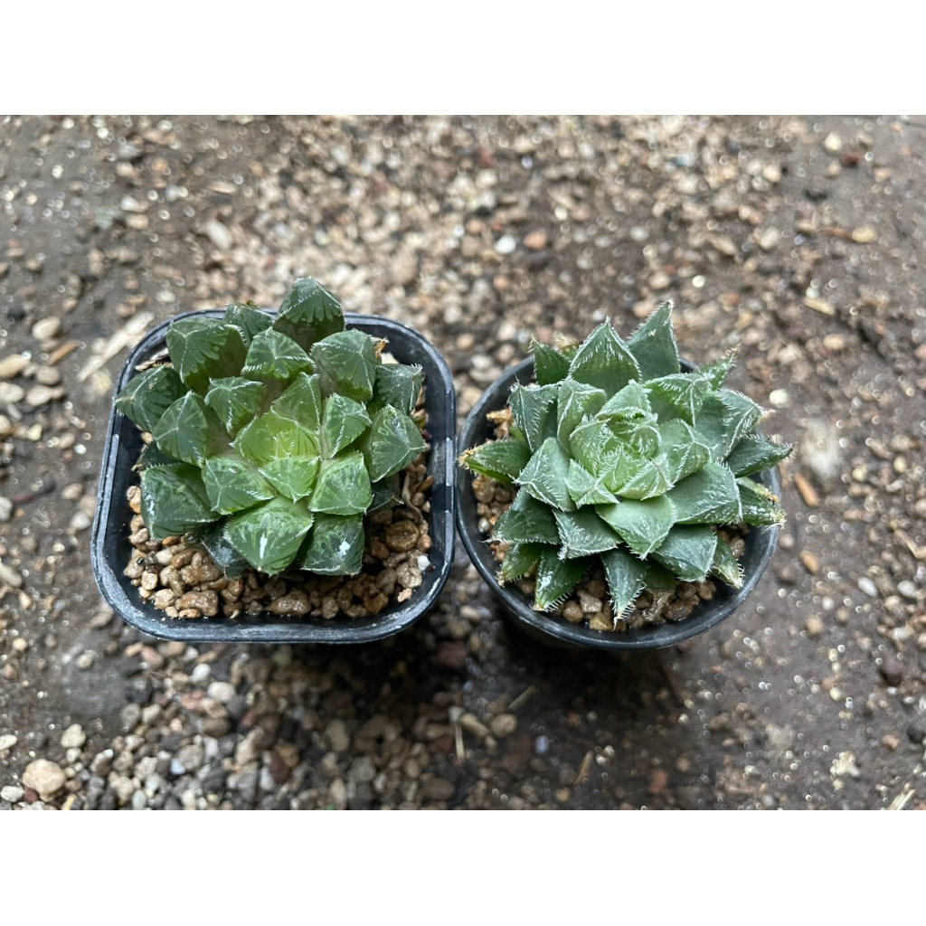 Paket Haworthia Cooperi Hybrid & Haworthia Venusta Isabella