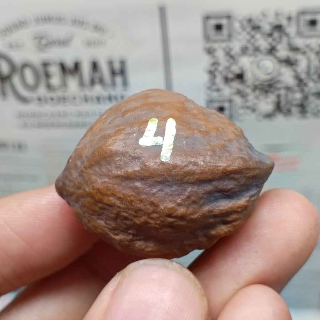 Muncang Adu A Mayit Domba kode 4