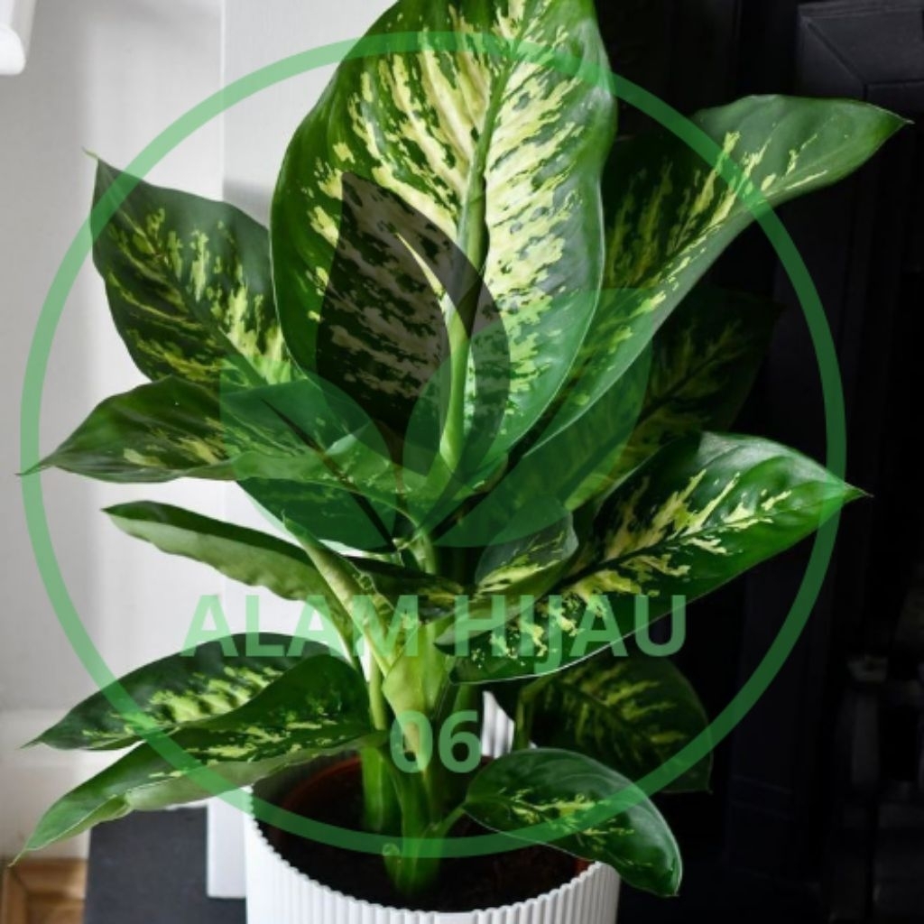 Tanaman hias Sri Rejeki-Bunga Sri Rejeki