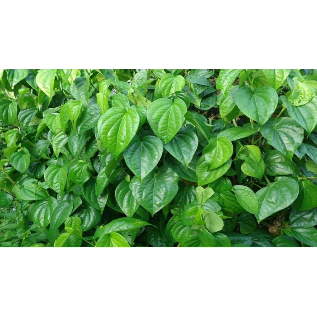 

Daun Sirih Hijau Obat Herbal