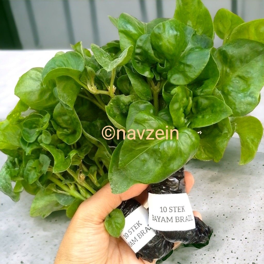 Bayam brazil STEK ISI 10 | SAYUR BERGIZI, BISA HIDROPONIK