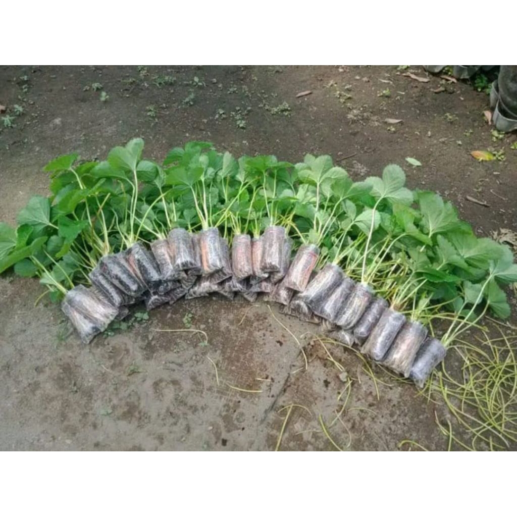 𝙥𝙖𝙠𝙚𝙩 15 𝙗𝙞𝙗𝙞𝙩𝙨𝙩𝙧𝙤𝙗𝙚𝙧𝙮𝙮 SAGAHONOKA