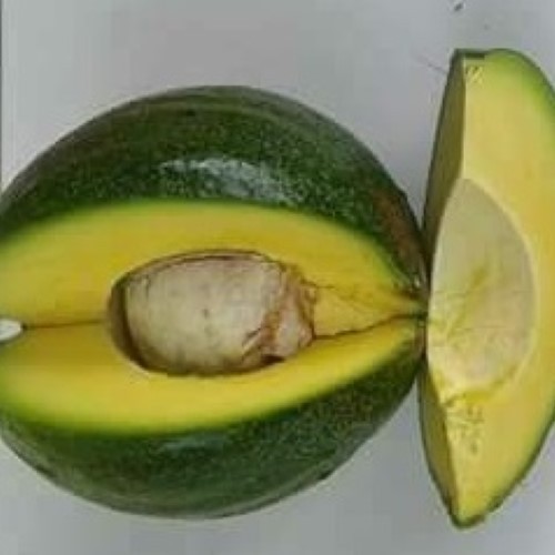 Bibit Alpukat Kendil | Bibit Alpukat | Bibit Buah Alpukat