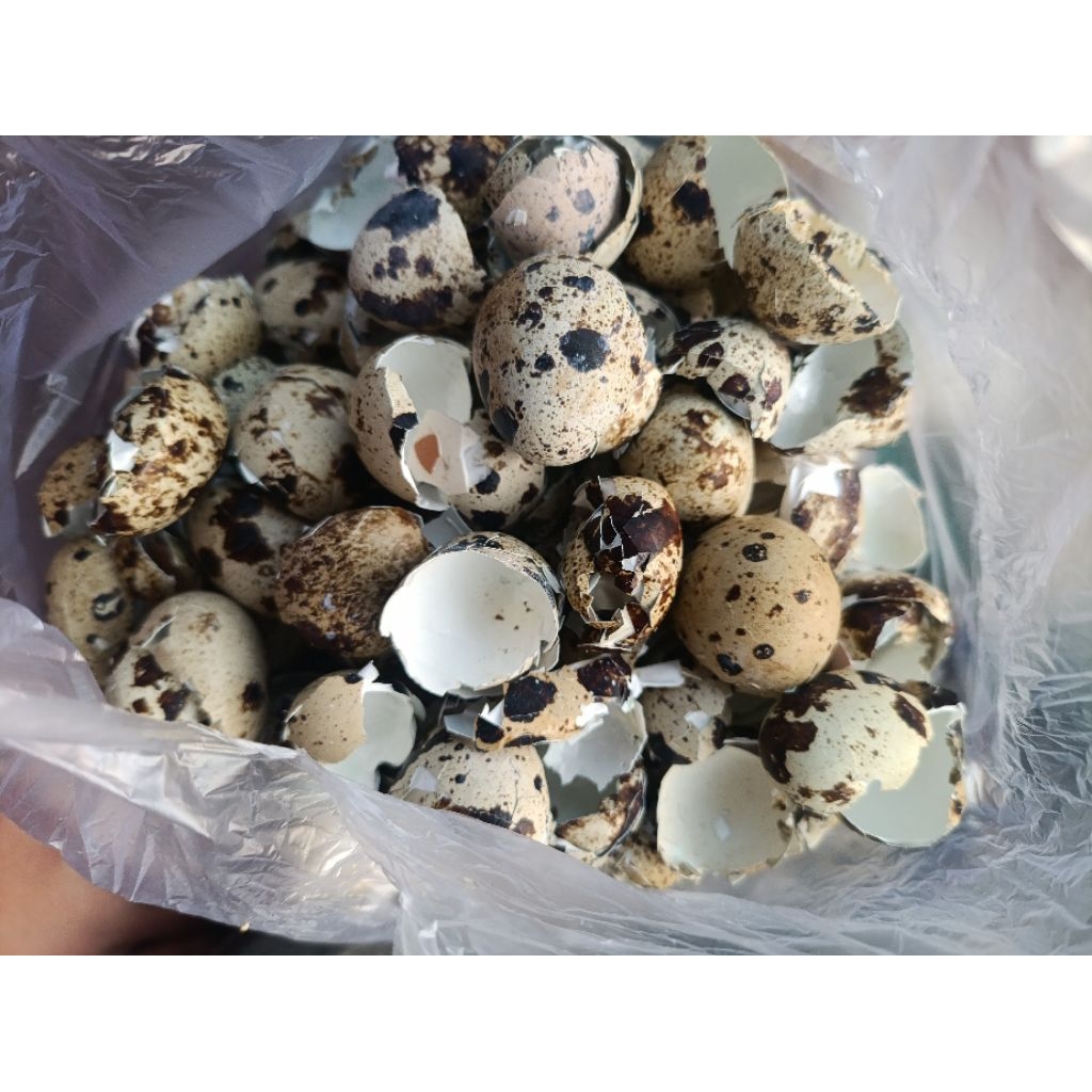 Cangkang Telur Ayam puyuh bersih