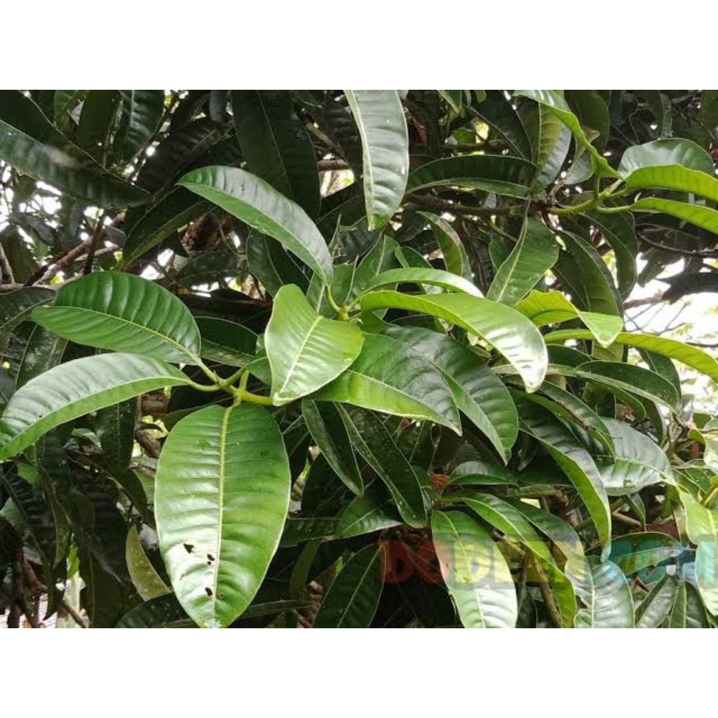 

Daun Mangga Bacang Pakel