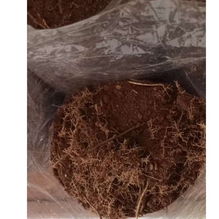 Tanah Humus Akar bambu Asli kualitas super