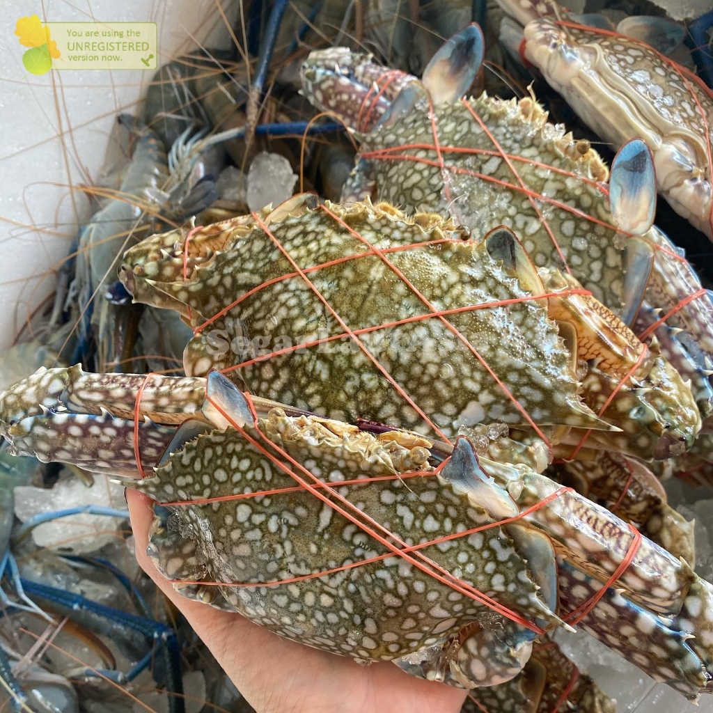 Kepiting Rajungan 1Kg Kepiting Rajungan Segar Seafood Ikan Laut Segar