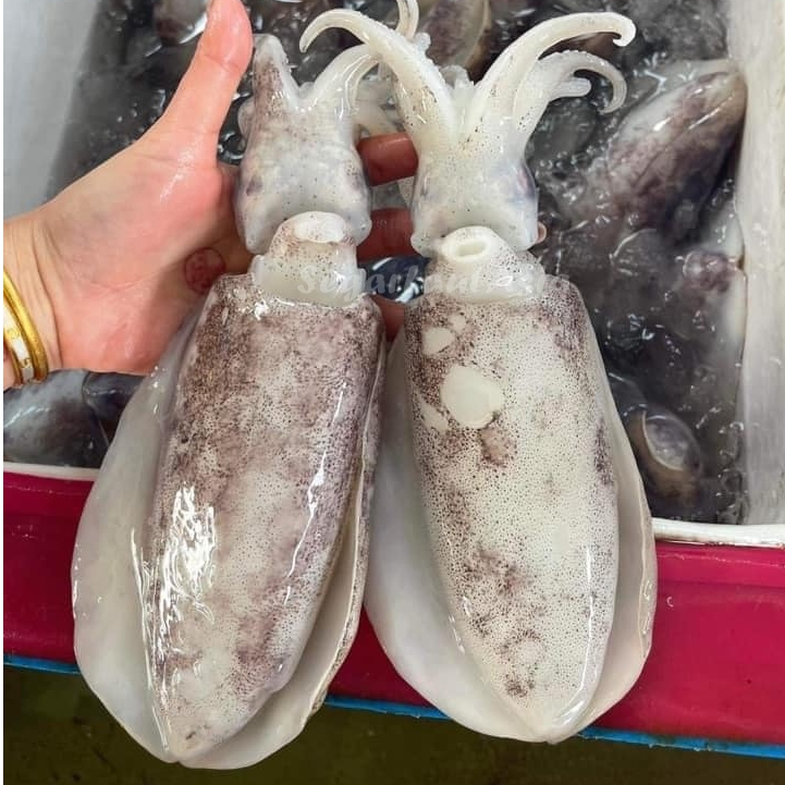 Cumi 1Kg Cumi Basash Cumi Segar Cumi Semampar 1Kg Cumi Semampar Seafood Cumi Cumi Basah Segar
